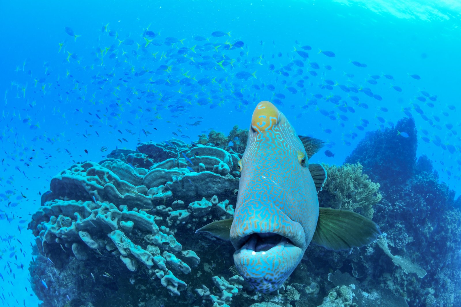 A friend who snorkeled with us at the Great Barrier Reef