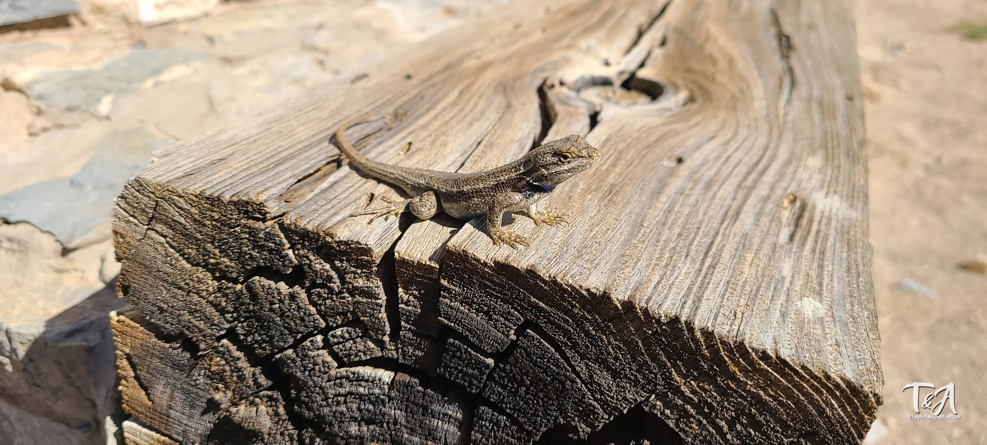 This little guy was basking in the sun at the Gran Quivira Ruins.