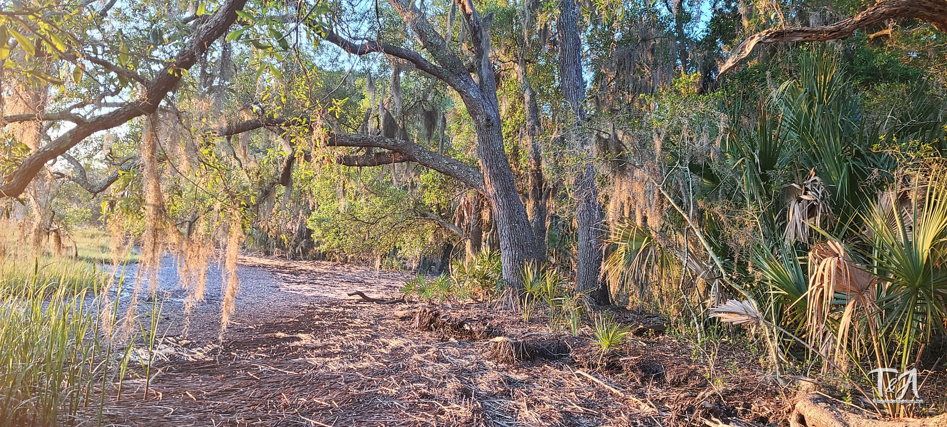 Marsh view in the morning, Pinkney Island.